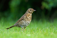 Thrush